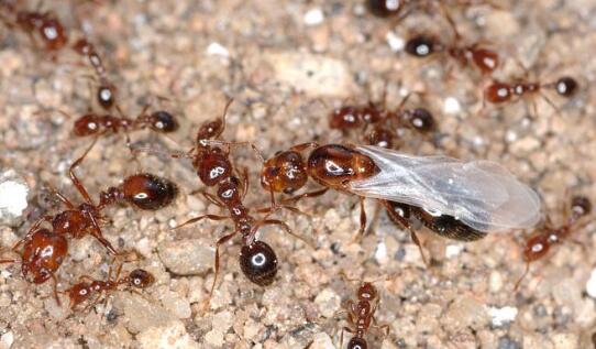 广州河涌边现大量红火蚁是怎么回事 被红火蚁咬伤该怎么办