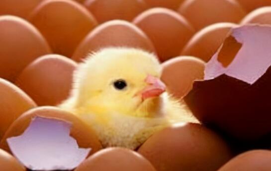 熟鸡蛋变生鸡蛋是怎么回事 中科院权威的回应来了