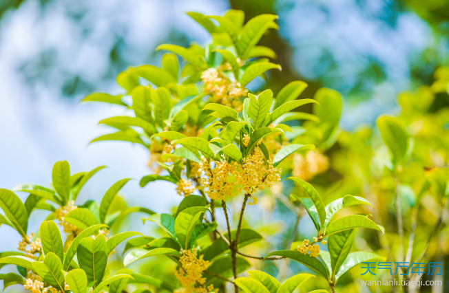 代表友情的花 象征友情的花及花语