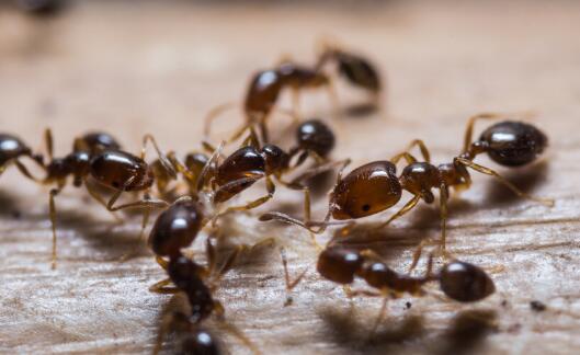 红火蚁已扩散至我国12个省份 红火蚁都有哪些危害