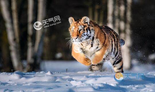 专家解读野生东北虎为何现身村庄 将来能否"放虎归山"