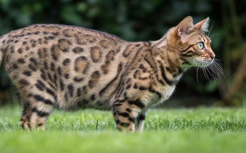 农家乐老板猎捕野生豹猫出售分食 野生豹猫属于几级保护动物