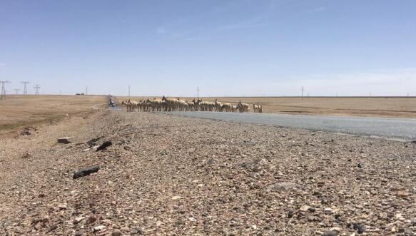 可可西里迎来今年首批藏羚羊迁徙 藏羚羊是几级保护动物