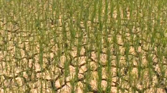 云南干旱致全省168.45万人受灾 直接经济损失6.87亿元