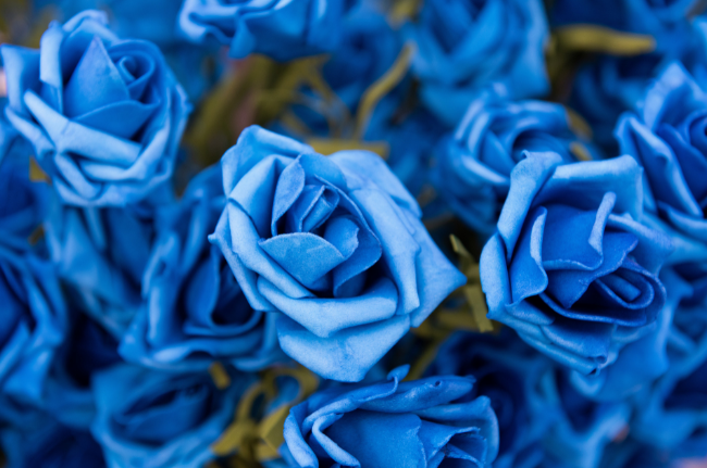 蓝玫瑰的花语 蓝玫瑰的寓意是什么
