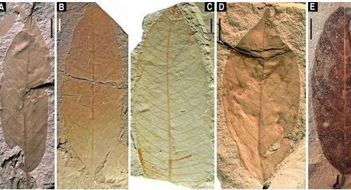 古生物学家发掘世界级化石库 专家：目前已有2.5万余枚含虫琥珀