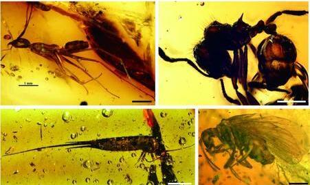 古生物学家发掘世界级化石库 专家：目前已有2.5万余枚含虫琥珀