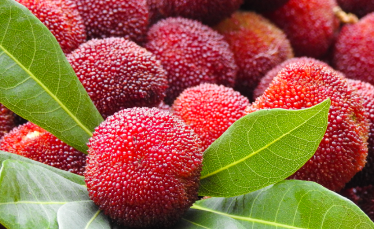 广西五月有什么水果成熟 五月广西有哪些水果成熟