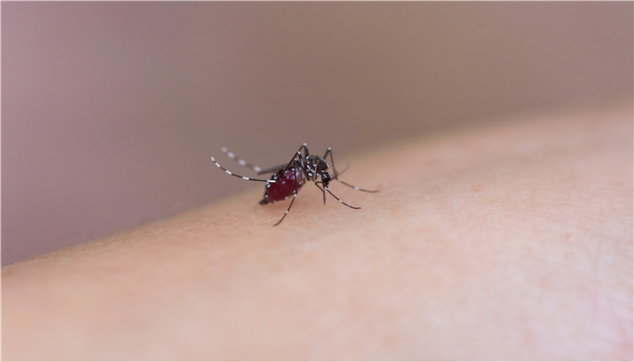 蚊子喜欢什么血型 蚊子喜欢叮咬什么血型的人