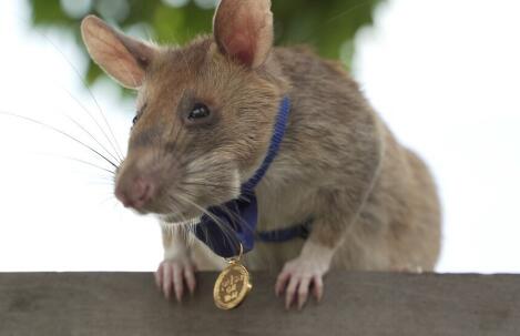 澳大利亚遭遇严重鼠患是怎么回事 密密麻麻的老鼠令人触目惊心