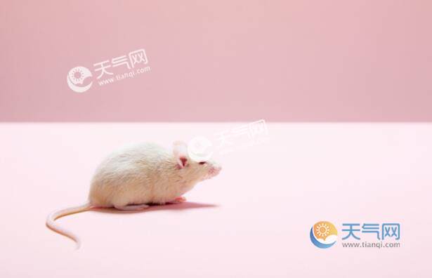 怎么描述老鼠 tqj