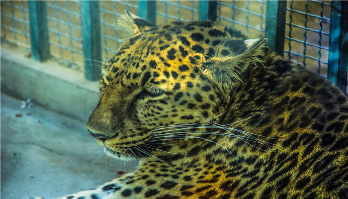 金钱豹吃人吗 金钱豹吃什么食物