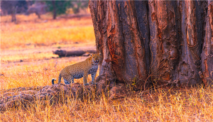 金钱豹是几级保护动物 金钱豹的特征
