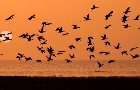 我国古代以哪种鸟类作为婚娶的聘礼 古人用来做婚娶聘礼的鸟类是哪种