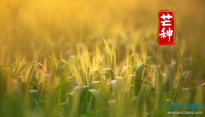 芒种是什么季节的节气 芒种是夏季的节气吗
