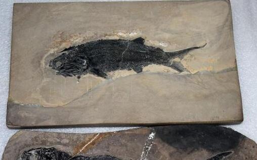 科学家发现2.44亿年前古鱼化石 目前仅发现5件化石标本