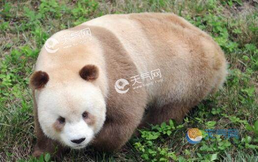 秦岭第10次发现野生棕色大熊猫 棕色大熊猫是白化病吗