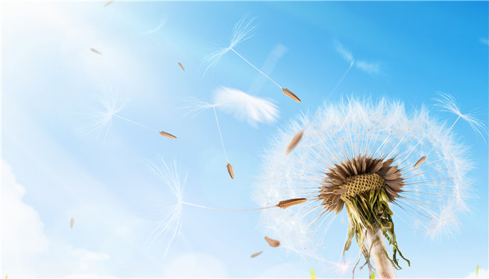 蒲公英的功效與作用 蒲公英的藥用價(jià)值和功效