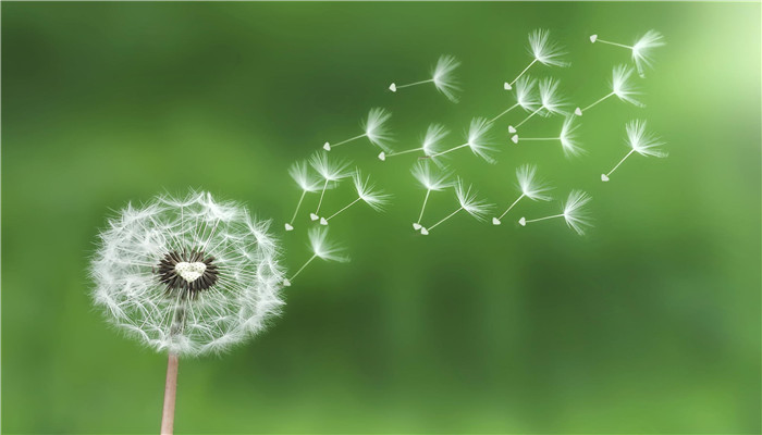 蒲公英的功效與作用 蒲公英的藥用價(jià)值和功效