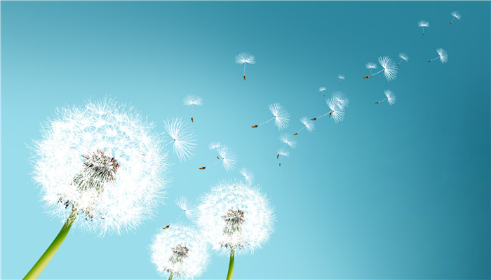 蒲公英的功效與作用 蒲公英的藥用價(jià)值和功效