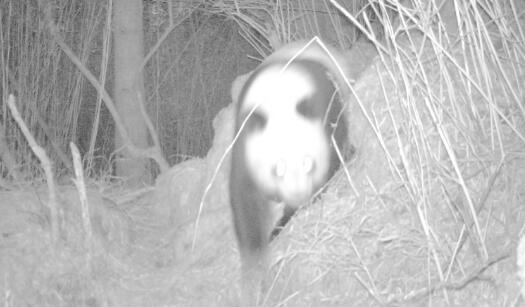 野生大熊猫啃坏红外相机是怎么回事 网友：不愧是食铁兽