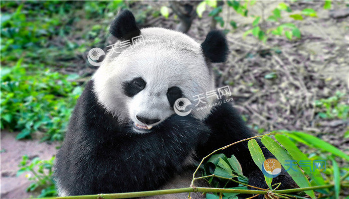 大熊猫为什么叫食铁兽 大熊猫为啥被称为食铁兽