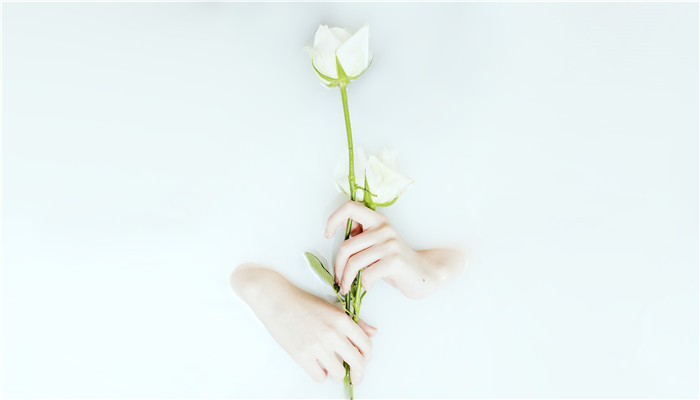 白玫瑰代表什么 白玫瑰代表的含义