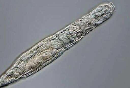 科学家复活2.4万年前微生物是怎么回事 网友：真是神奇