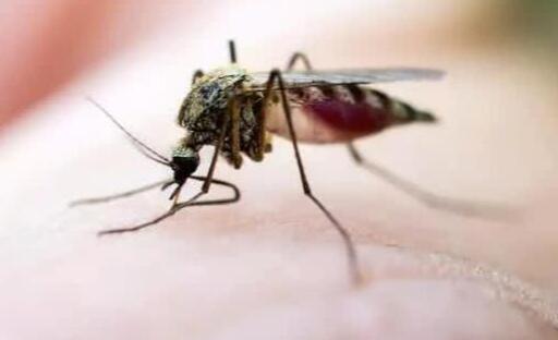 每年约72.5万人因蚊虫叮咬致死 夏季怎样预防蚊虫叮咬