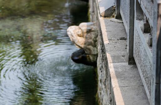 山东高温肆虐趵突泉进入饥渴状态 济南局部地区气温超39℃