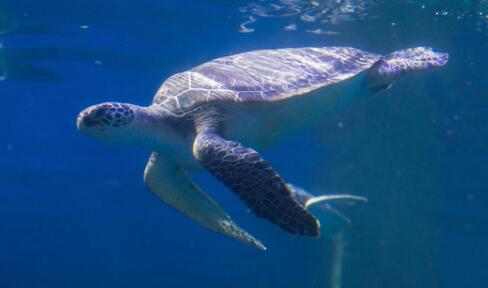 海龟一窝产下196枚卵破纪录 已有785只海龟放归大海