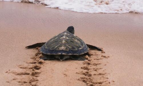 海龟一窝产下196枚卵破纪录 已有785只海龟放归大海