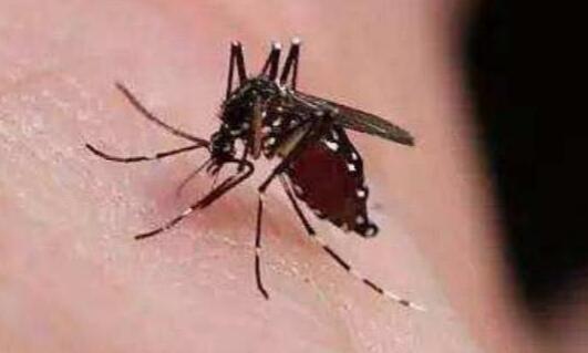 每年约72.5万人因蚊虫叮咬致死 夏季怎样预防蚊虫叮咬