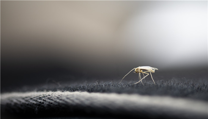 为什么蚊子会嗡嗡叫 为什么夜里总是听到蚊子嗡