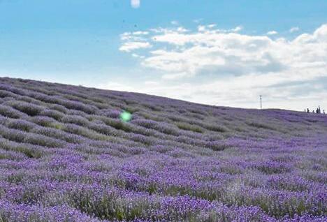 新疆伊犁5万亩薰衣草盛开 网友：一片花的紫色海洋
