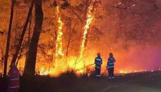 俄罗斯刚刚扑灭一处大型森林火灾 火灾面积高达32508公顷