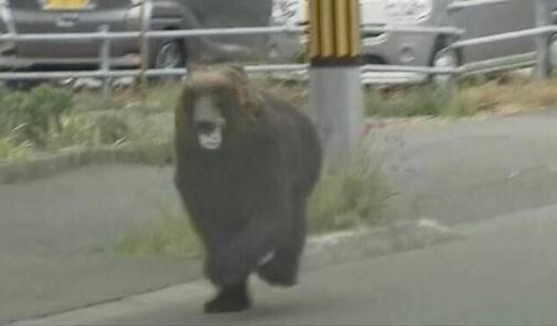 日本熊出没至少4人受伤是怎么回事 自卫队：熊已被击毙