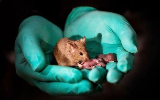 中国科学家成功让公鼠怀孕是怎么回事 网友;这也太神奇了吧