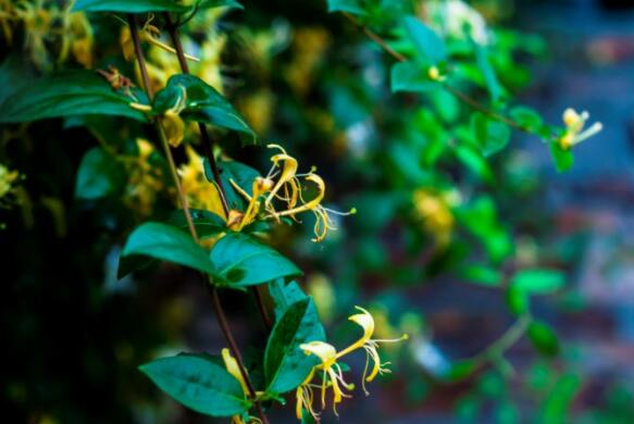 2021年初伏哪一天 2021年初伏是几月几日