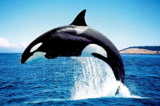 三头巨型海兽浮出辽宁海域是怎么回事 专家：确实是虎鲸