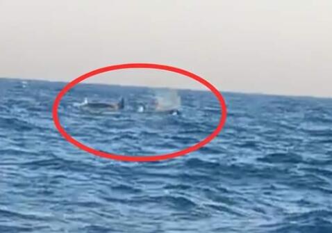 三头巨型海兽浮出辽宁海域是怎么回事 专家：确实是虎鲸