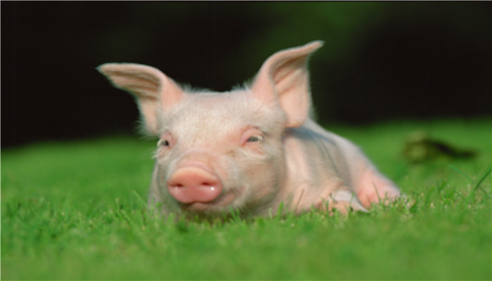 猪的寿命最长多少年 猪的寿命一般是多久