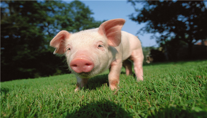 猪的寿命最长多少年 猪的寿命一般是多久