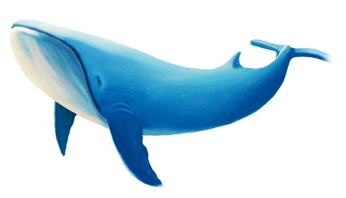 海马和鲸鱼哪个属于真正的鱼 海马和鲸鱼哪个是鱼
