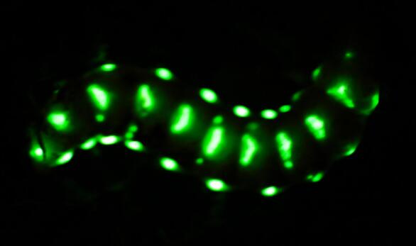 5厘米巨型萤火虫现身四川 身上发光点多达30余个