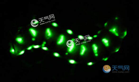 5厘米巨型萤火虫现身四川 身上发光点多达30余个