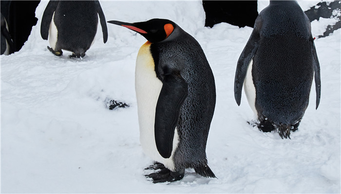 企鹅一般在几月份产卵 企鹅什么时候产卵