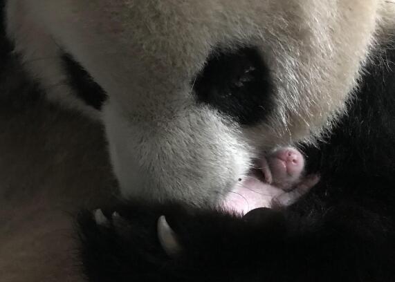 2021年全球首对新生大熊猫双胞胎 工作人员：当前两只幼仔发育良好