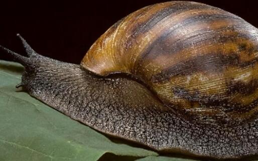 雨后出现的大蜗牛千万别碰是怎么回事 专家：可能引起致命脑膜炎