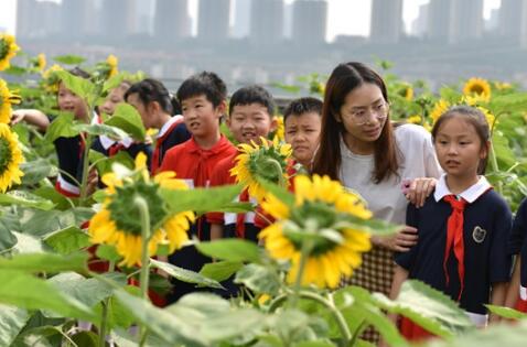 重庆一小学楼顶种14000株向日葵 老师:希望孩子们像向日葵一样向阳而生